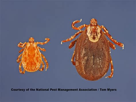 American Dog Tick Diseases Bites Information Pestworld