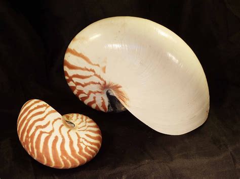 Nautilus Shell Now Cites Seashells Natural Naturally Wild Australia