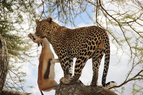 Leopard Serengeti National Park Tanzania African Animals Animals