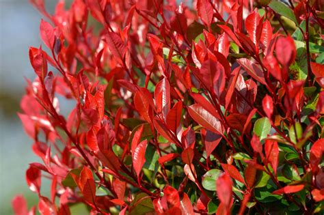 Buy Photinia Little Red Robin Christmas Berry And Red Tip Photinia Hedges