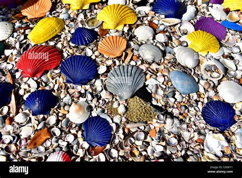 Brightly Coloured Sea Shells On Beach Stock Photo Alamy