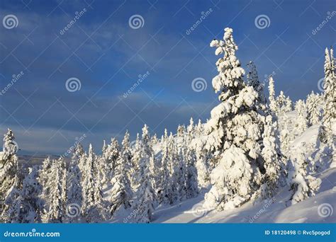 Spruce Tree Covered With Snow Stock Photo Image Of Landscape