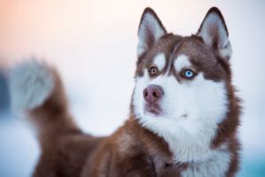 Filhotes Do Husky Siberiano Saiba Como Cuidar Wiki Pets