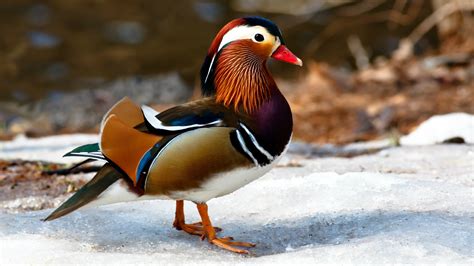 Download Colorful Duck Animal Mandarin Duck Hd Wallpaper