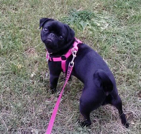 Our Furbaby Lola Taking Her Human For A Walk Pug Love Pugs