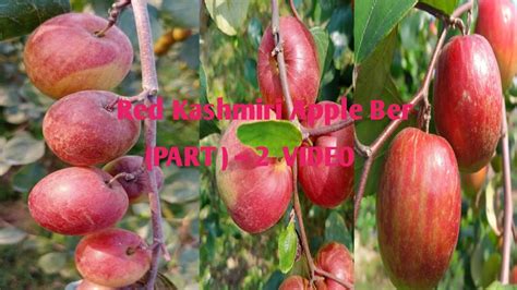 Red Kashmiri Apple Ber Plant Update Part 2 Video 🍒🍒 Youtube