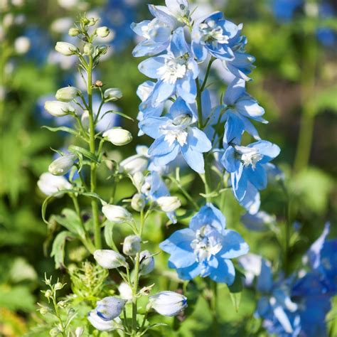 Delphinium Elatum Magic Fountains Sky Blue White Bee Trädgårdsriddarsporre