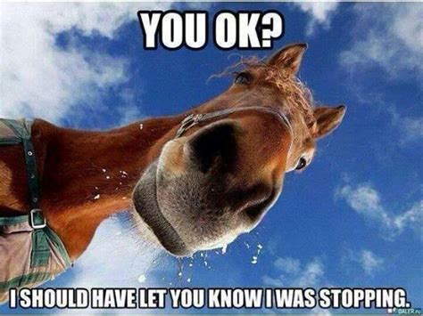 Pin By Jessica Bost On Horses Horses And More Horses Funny Horses