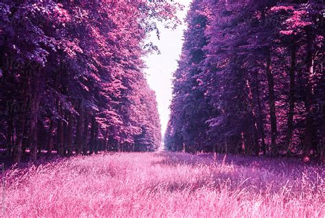 Surreal Purple Forest In France Stocksy United