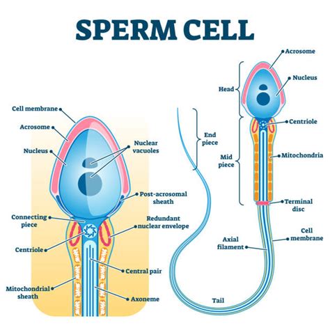 Labeled Sperm Cell Illustrations Royalty Free Vector Graphics And Clip