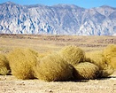 Everything You Need to Know About Tumbleweeds - Lawnstarter