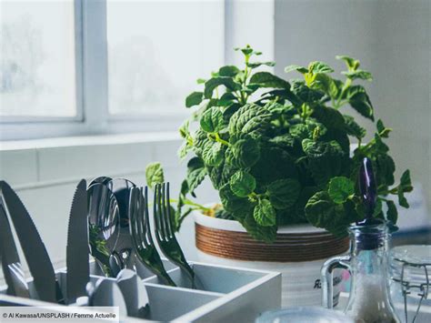 Comment Faire Pousser De La Menthe En Pot Dans Son Jardin Ou Sur Son Balcon