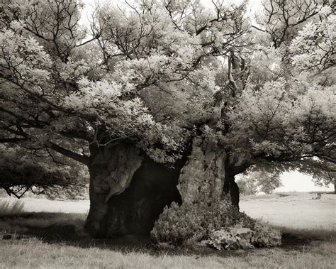 Fotografías Arboles Antiguos Por Beth Moon 3 Fotografia Di Albero