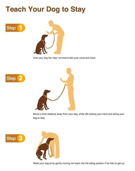 Teach Your Dog To Stay Dog Tips And Hacks Consejos Para