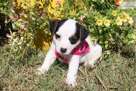 Search for rescue dogs for adoption. Maggie: Jack Russell Terrier puppy for adoption near ...