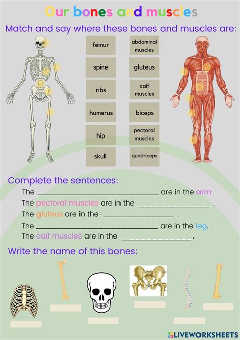 Bones And Muscles Worksheet For Segundo De Primaria Artofit