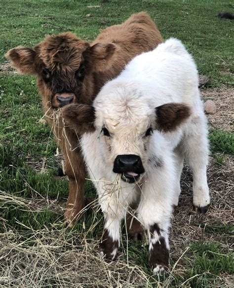 Highland Cattle Artofit