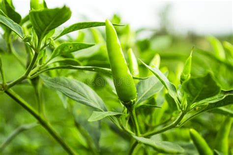 Organic Jalapeno Pepper Stock Image Image Of Delicious 54732703