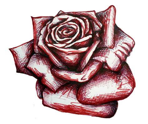 Free Rose Drawing Download Free Rose Drawing Png Images Free Cliparts
