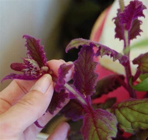 Photo Of The Leaves Of Purple Velvet Plant Gynura Aurantiaca Purple