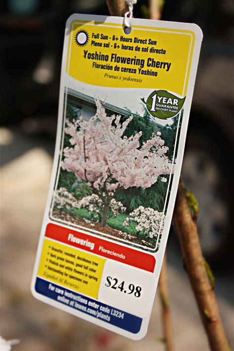 The yoshino cherry tree is a showy flowering cherry tree. Sweet Cherry Tree - Bower Power