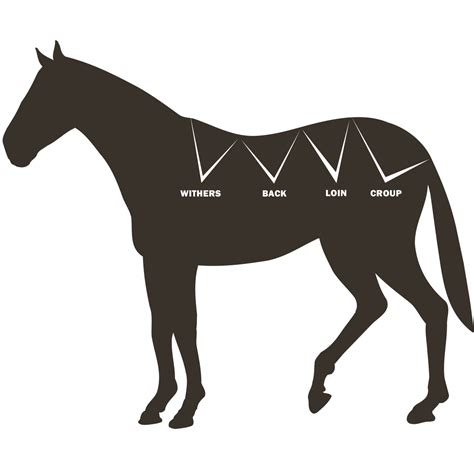 Developing An Ideal Topline On My Horse Performance Horse Nutrition