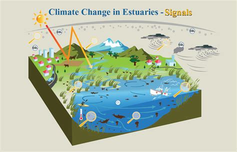 Exploring The Estuary And Climate Change Connection