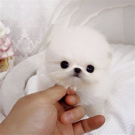 Perla White Micro Pomeranian Tiny Teacup Pups