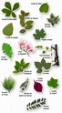 Identificar árboles a partir de las hojas | Hojas de arbol, Tipos de ...
