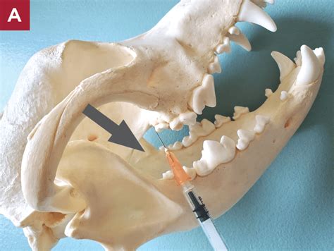 Canine Dental Nerve Blocks A Guide For Pet Owners In 2023 Martlabpro