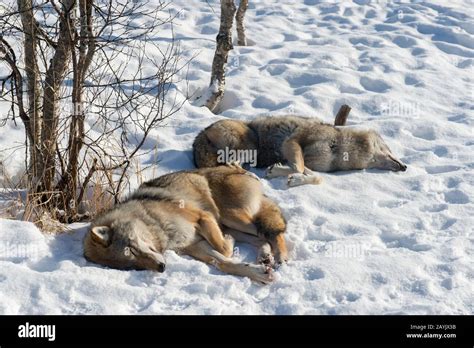 Gray Wolves Canis Lupus Sleeping On The Snow At A Wildlife Park In