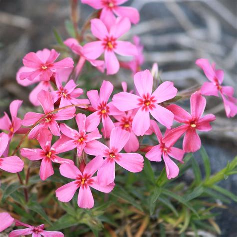 Creeping Phlox Pink Flowers Picture Free Photograph Photos Public