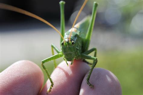 How To Keep A Cricket As A Pet It Is Possible Pet Comments