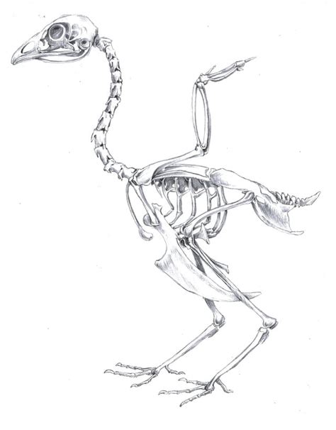 Chicken Bones Drawing