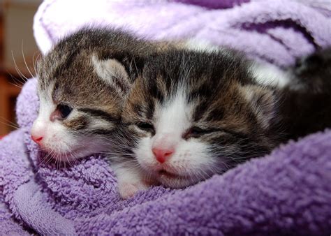 2 Kittens In Blanket Shaker Heights Animal Hospital