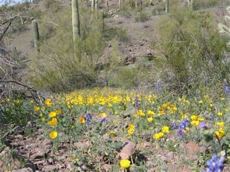This Easy Wildflower Hike In Arizona Will Transport You Into A Sea Of Color