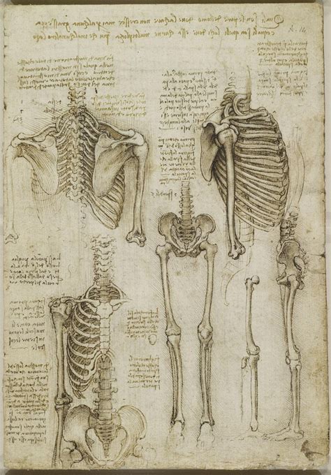 La anatomía humana según Leonardo da Vinci