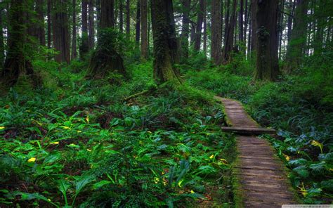 Amazing Forest Path Wallpaper 2560x1600 28901