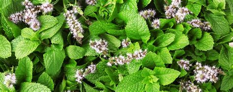 Why Is Your Mint Flowering And What You Should Do The Garden Hows