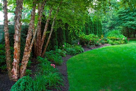 Landscape Bed Birches And Arbs Arborvitae Landscaping River Birch