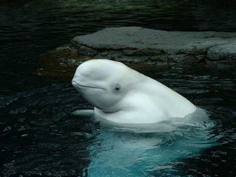 Beluga Whale Baby Baby Animal Zoo