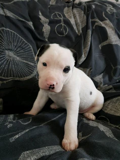 Staffy Cross Lurcher Pups For Sale In Sacriston County Durham Gumtree