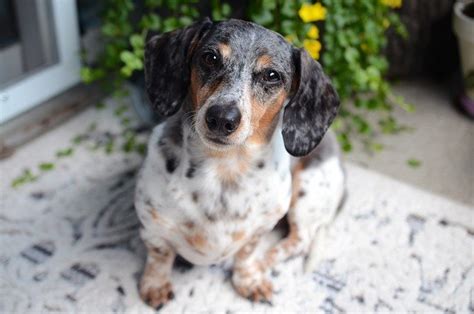 Dachshund Itchy Skin 5 Products Important For Prevention