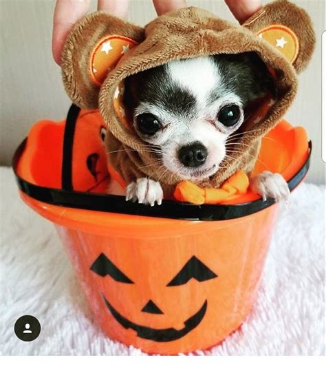 Send Us A Picture Of Your Chihuahua Dressed Up For Halloween Cute