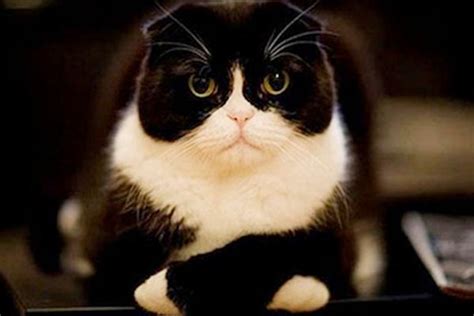 Carried mainly by independent bookstores. 5 Cat Puns Your Cat Really Hates - The Jest