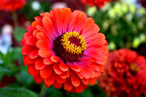 Red Zinnia Picture Free Photograph Photos Public Domain