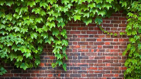 Garden Vines Fasci Garden