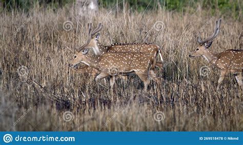 Spotted Deer Stock Photo Image Of Mammal Chitwan Woodland 269518478