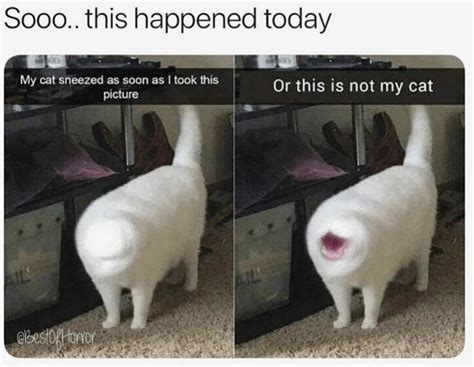 Sneezing Cat Cats Know Your Meme