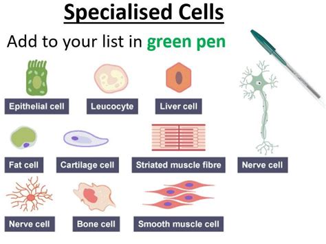 Cell Biology Ks3 Specialised Cells Teaching Resources
